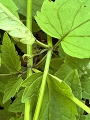 Scutellaria saxatilis