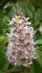 Aesculus indica
