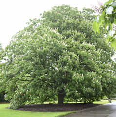 Aesculus indica