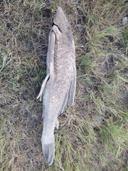 Hypostomus commersoni