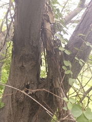 Gonatodes albogularis