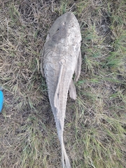 Hypostomus commersoni