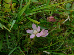 Lysimachia tenella