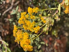 Senecio pleistocephalus