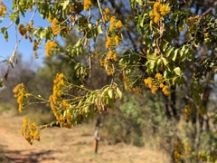 Senecio pleistocephalus