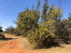 Senecio pleistocephalus