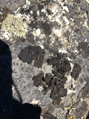 Umbilicaria hyperborea