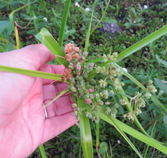 Cyperus virens