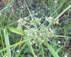 Cyperus virens