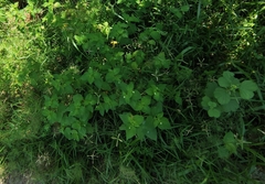 Magnoliopsida