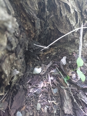 Orthalicus maracaibensis