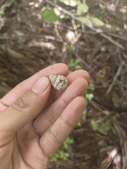 Orthalicus maracaibensis