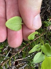Parnassia palustris