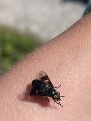 Chrysops carbonarius