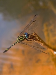 Tetrathemis