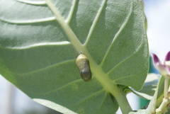 Danaus plexippus portoricensis