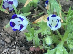 Nemophila maculata