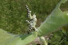 Danaus plexippus portoricensis