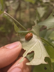 Chelymorpha alternans