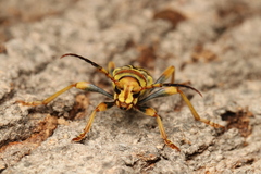 Xylotrechus chinensis