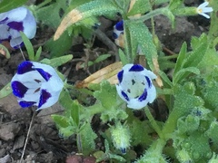 Nemophila maculata
