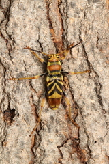 Xylotrechus chinensis