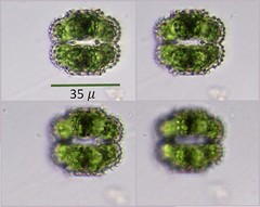 Cosmarium ornatum