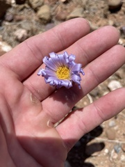 Xylorhiza