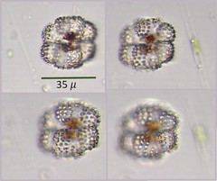 Cosmarium ornatum
