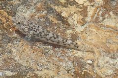 Bathygobius coalitus