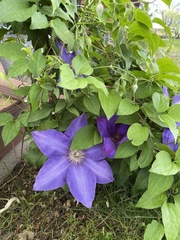 Clematis × jackmanii