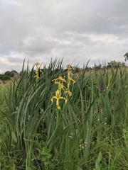 Iris halophila