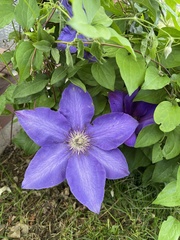 Clematis × jackmanii