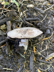 Agaricus