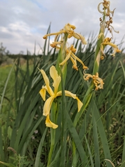 Iris halophila