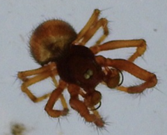Anapisona pecki