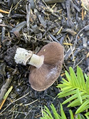Agaricus