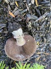 Agaricus