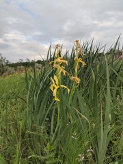 Iris halophila