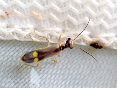 Malthinus seriepunctatus