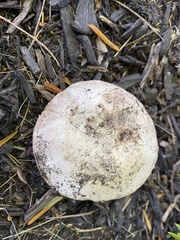 Agaricus