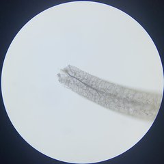 Stemonitis virginiensis