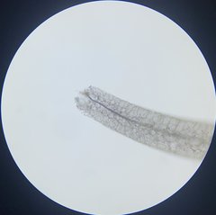 Stemonitis virginiensis