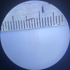 Stemonitis virginiensis