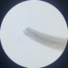 Stemonitis virginiensis