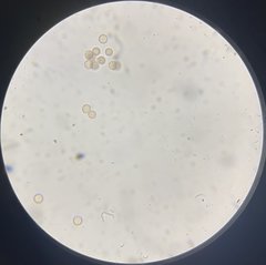 Stemonitis virginiensis