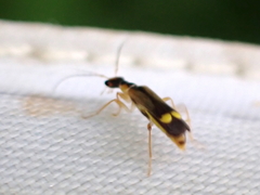 Malthinus seriepunctatus