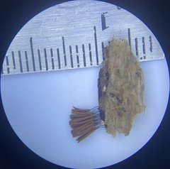 Stemonitis virginiensis