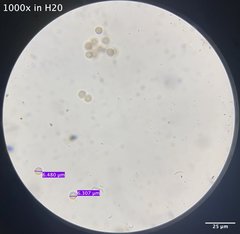 Stemonitis virginiensis