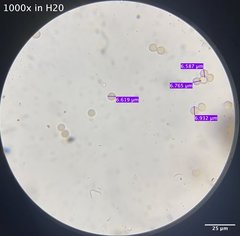 Stemonitis virginiensis